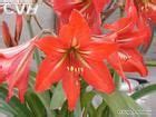 孤挺花的種類|孤挺花:孤挺花（Hippeastrum vittatum）又稱朱頂紅、。